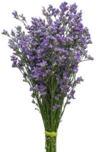 Blue Natural Fresh Limonium Flower, for Decorative, Vase Displays, Occasion : Party, Weddings