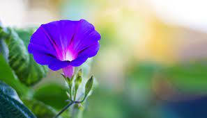 Blue Natural Fresh Morning Glory Flower, for Decorative, Vase Displays, Occasion : Party, Weddings