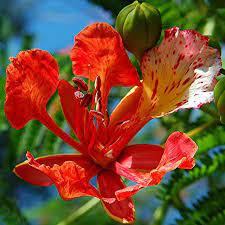 Fresh Poinciana Flower