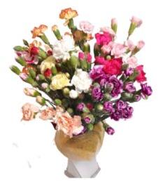 Natural Fresh Spray Carnations Flower, for Decorative, Vase Displays, Occasion : Party, Weddings