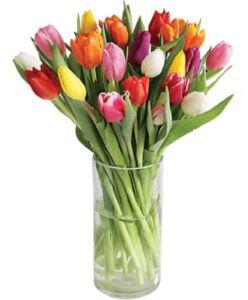 Multicolor Natural Fresh Tulips Flower, for Decorative, Vase Displays, Occasion : Party, Weddings