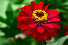 Red Natural Fresh Zinnia Flower, for Decorative, Vase Displays, Occasion : Party, Weddings