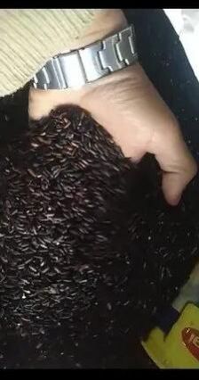 Organic Black Rice