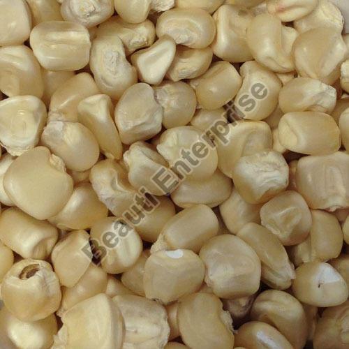Organic White Maize Seeds, Purity : 100%