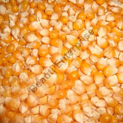 Organic Yellow Maize Seeds, for Making Popcorn, Human Consuption, Style : Dried