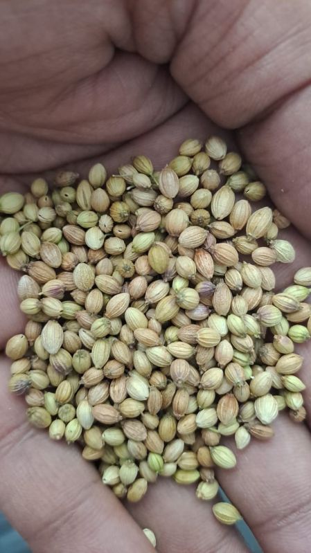 Coriander Seeds, For Cooking Purpose