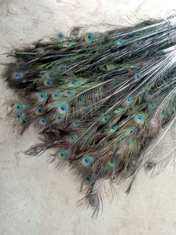 Peacock Feathers, Packaging Type : bag