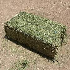 Alfalfa Hay for Animal Feed