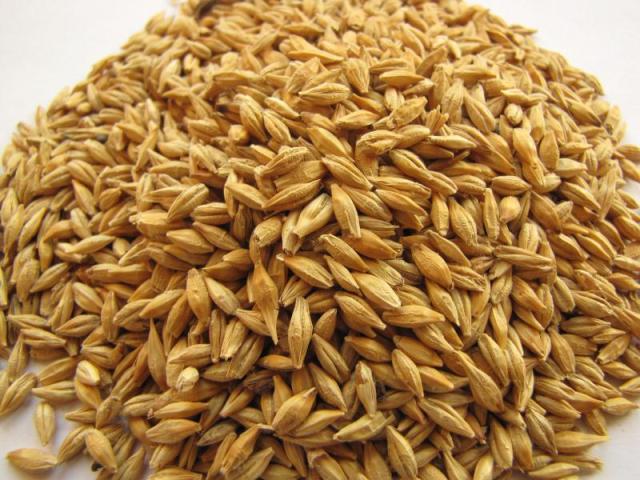 Crunchy barley grains for Breakfast Cereal, Industrial