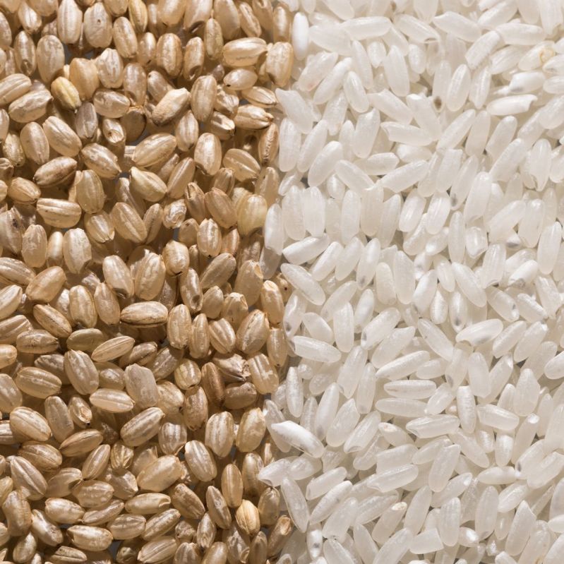 Hard Common brown rice for Cooking, Food, Human Consumption