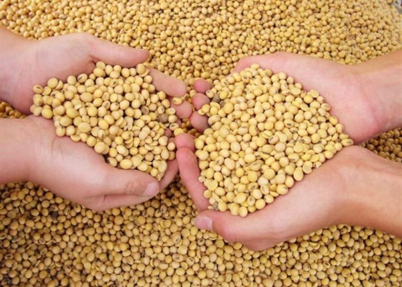 Nature Frozen Soya Bean Seeds, For Animal Feed, Beverage Drinks, Cooking, Human Consumption, Style : Dried