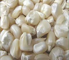 White Corn, For Food Grade Powder, Cooking, Animal Feed, Style : Preserved, Frozen, Fresh, Dried