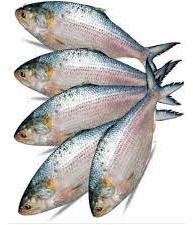 Fresh Hilsa Fish, for Food, Human Consumption, Color : Shiny Silver
