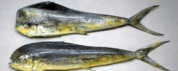 Green Fresh Mahi Mahi Fish, For Cooking, Human Consumption, Packaging Type : Vaccum Packed