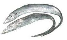 Silver Fresh Ribbon Fish, for Food, Human Consumption, Feature : Protein
