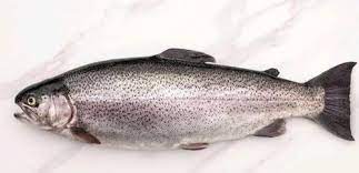 Fresh Trout Fish, for Food, Human Consumption, Color : Silver