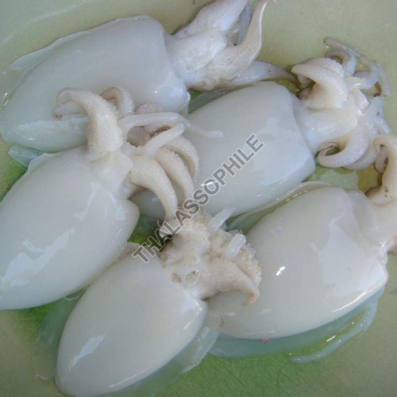 White Frozen Cuttle Fish, for Cooking, Style : Preserved