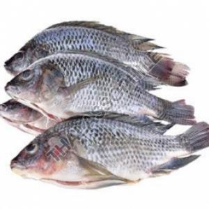 Silver Frozen Tilapia Fish, for Cooking, Style : Preserved