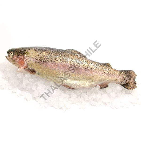 Brown Frozen Trout Fish, for Cooking, Style : Preserved