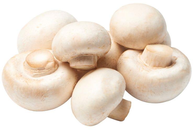 fresh button mushroom