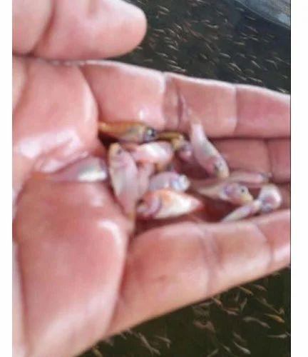 Red Tilapia Fish Seeds, Style : Fresh