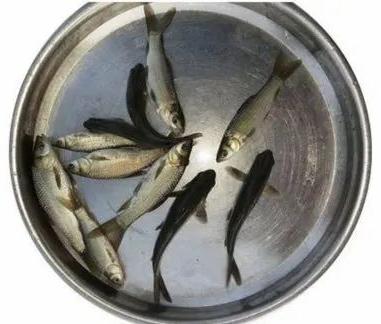 Rohu Fish Seeds, Style : Fresh
