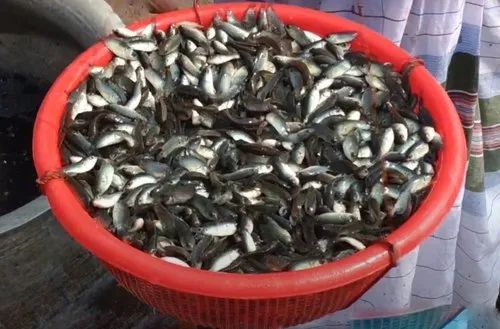 Vietnam Koi Fish Seeds
