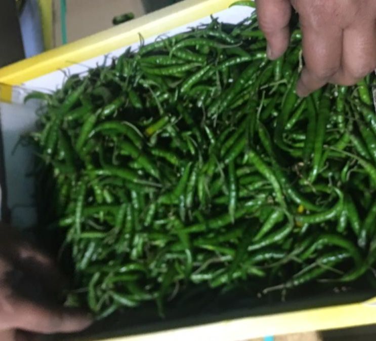Fresh Green Chilli, for Cooking, Shelf Life : 10 Days at Rs 40