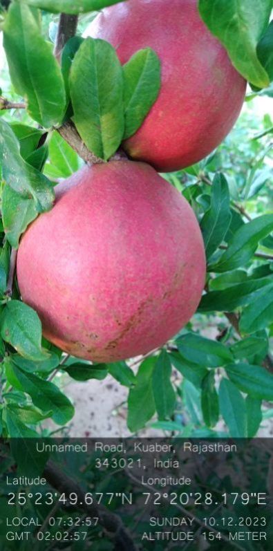 Pomegranate Fruit