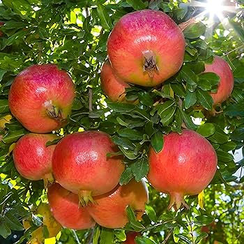 Hybrid Red Pomegranate