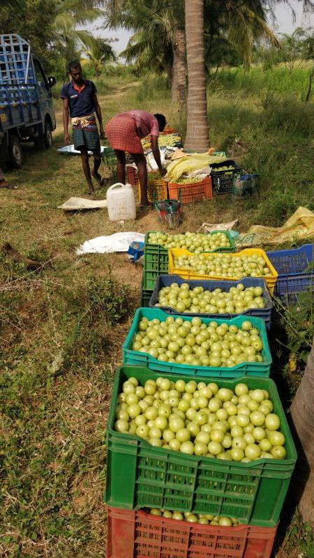 amla fruit