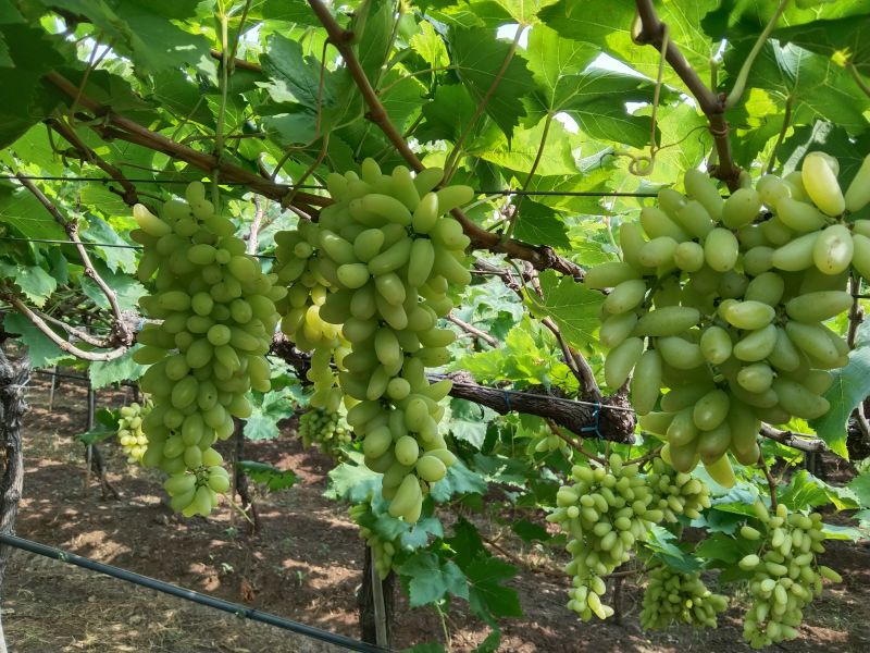 Jadhav Fruits in Sangli - Supplier of Grape & Angoor