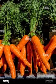 Natural Carrot, for Vegetable, Packaging Type : PP Bags