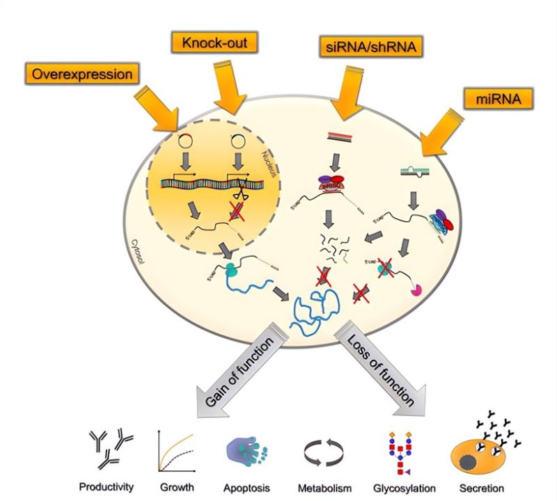 CHO Cells Genetic Engineering