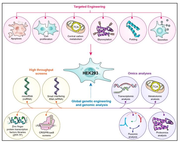 hek cells genetic culture media