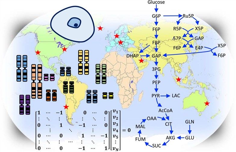 cho cells culture media