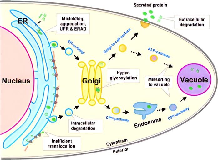 Yeast Strain Modification