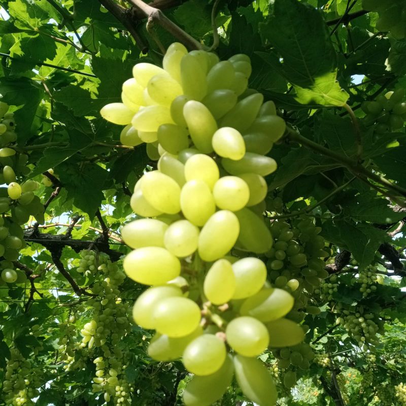Natural Fresh Grapes, For Business Purpose, Variety : Super Sonaka