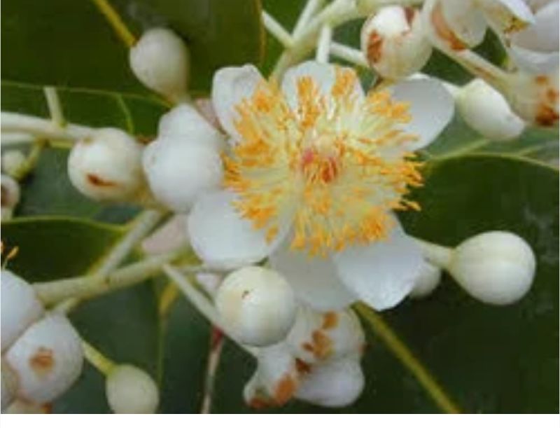 Surangi phool flower for fragrance, Style : Fresh