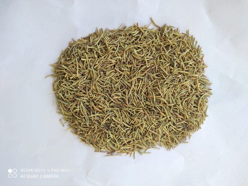 Natural Dried Rosemary Leaves, Feature : Anti-depressant, Antimicrobial, Carminative, Liver Detoxifier