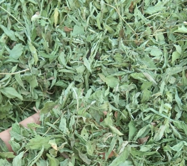 Dried Stevia Leaves