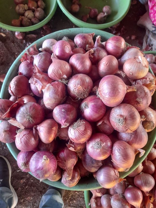 Red onion, for Human Consumption, Packaging Size : 50kg