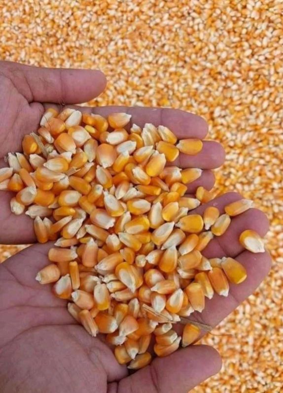 Organic Yellow Maize