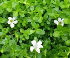 Brahmi Leaves