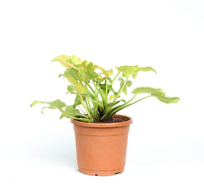 Philodendron Xanadu Golden Plant