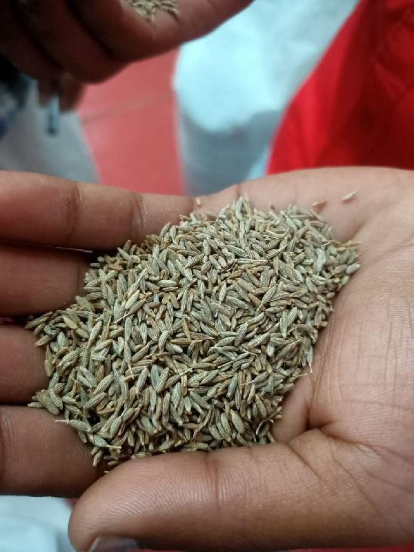 Raw Common cumin seeds, Packaging Type : Plastic Packet