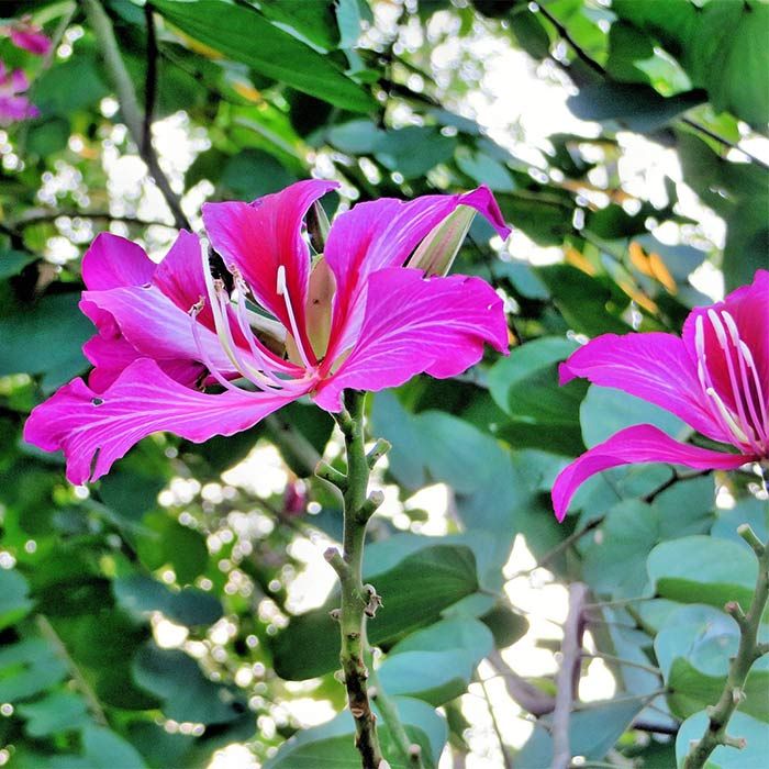 Bauhinia Variegata Plant, Packaging Type : Plastic Pouch