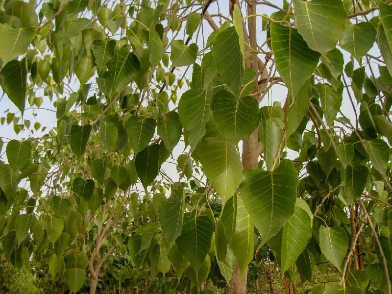 Ficus Religiosa Plant