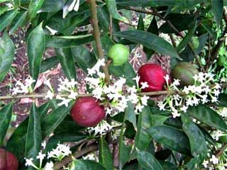 God's Crown Plant