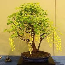 Golden Shower Plant, Color : Yellow